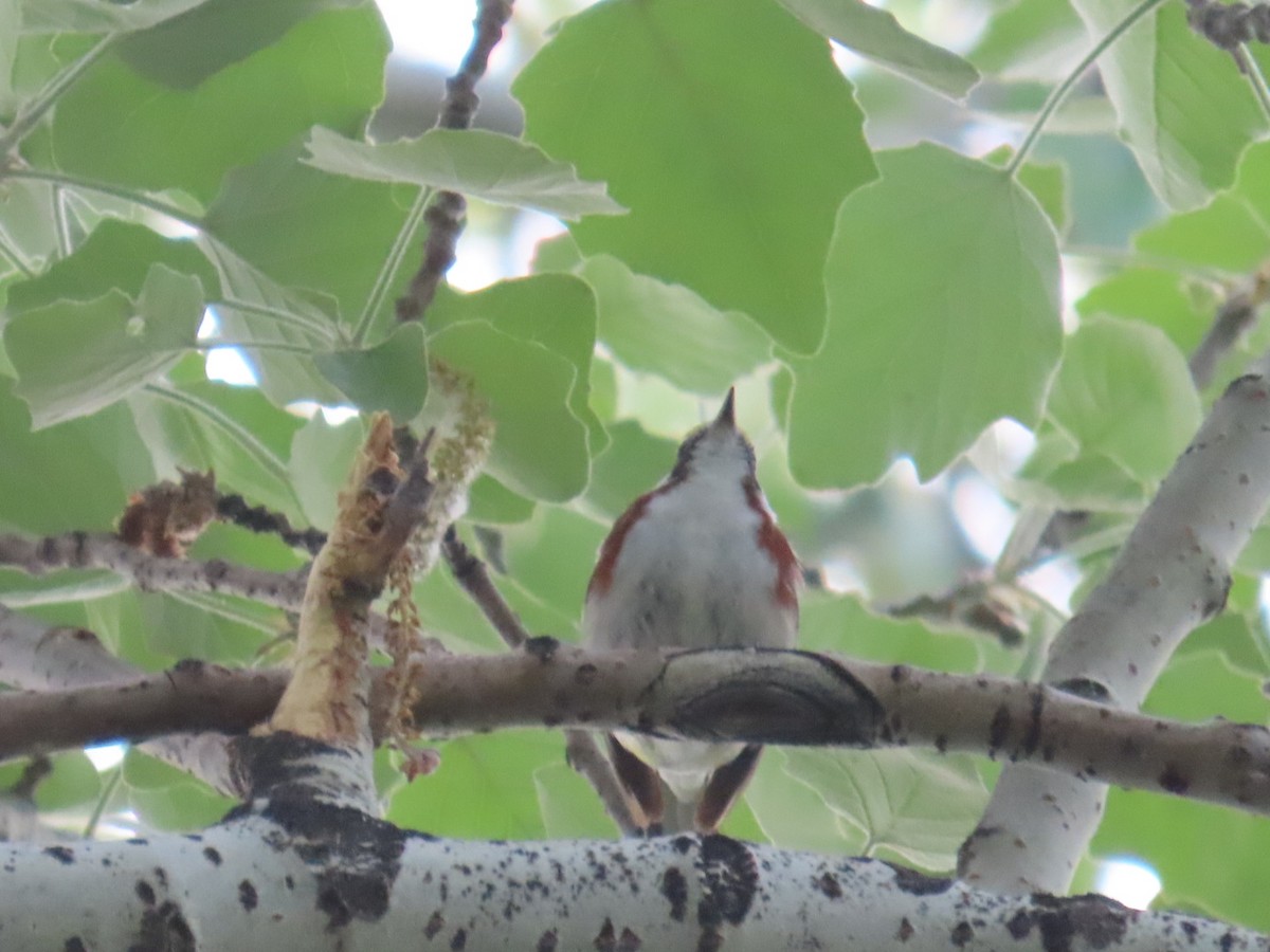 Chestnut-sided Warbler - Edward Raynor