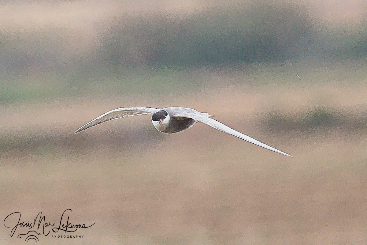 Whiskered Tern - Jesús Mari Lekuona Sánchez