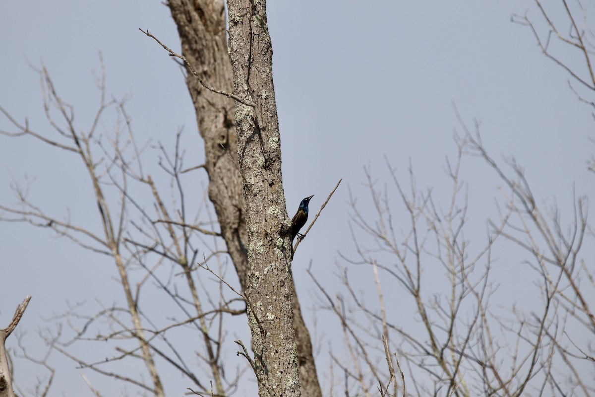 Common Grackle - Jeff Schroeder