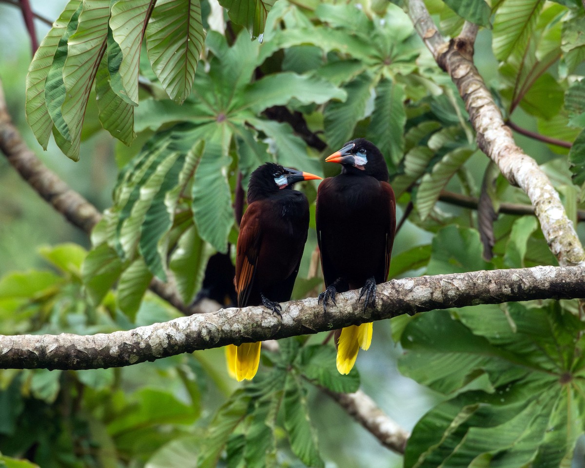 Montezuma Oropendola - Rich and Lynne Glassford