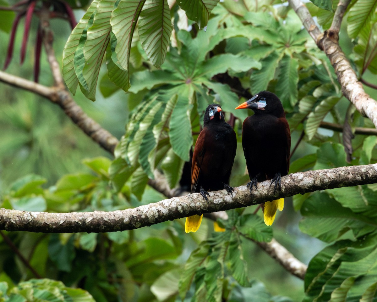 Montezuma Oropendola - Rich and Lynne Glassford