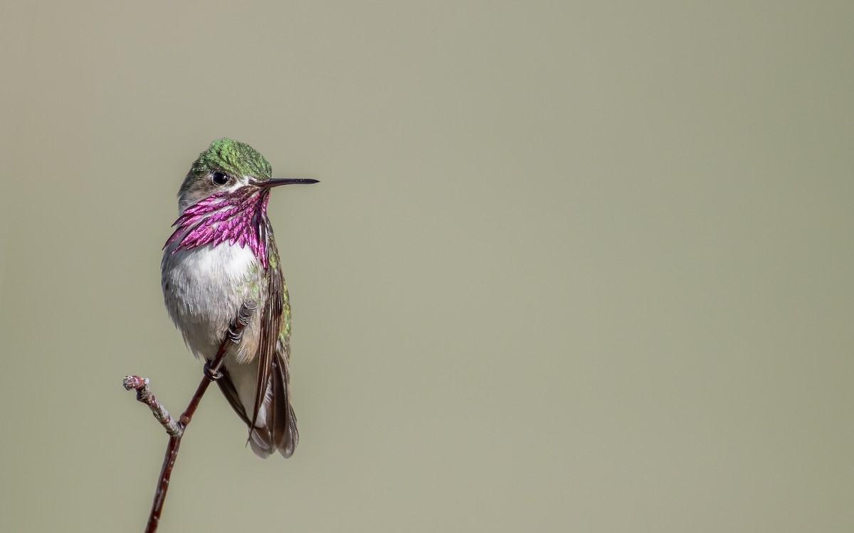 Calliope Hummingbird - ML619349305