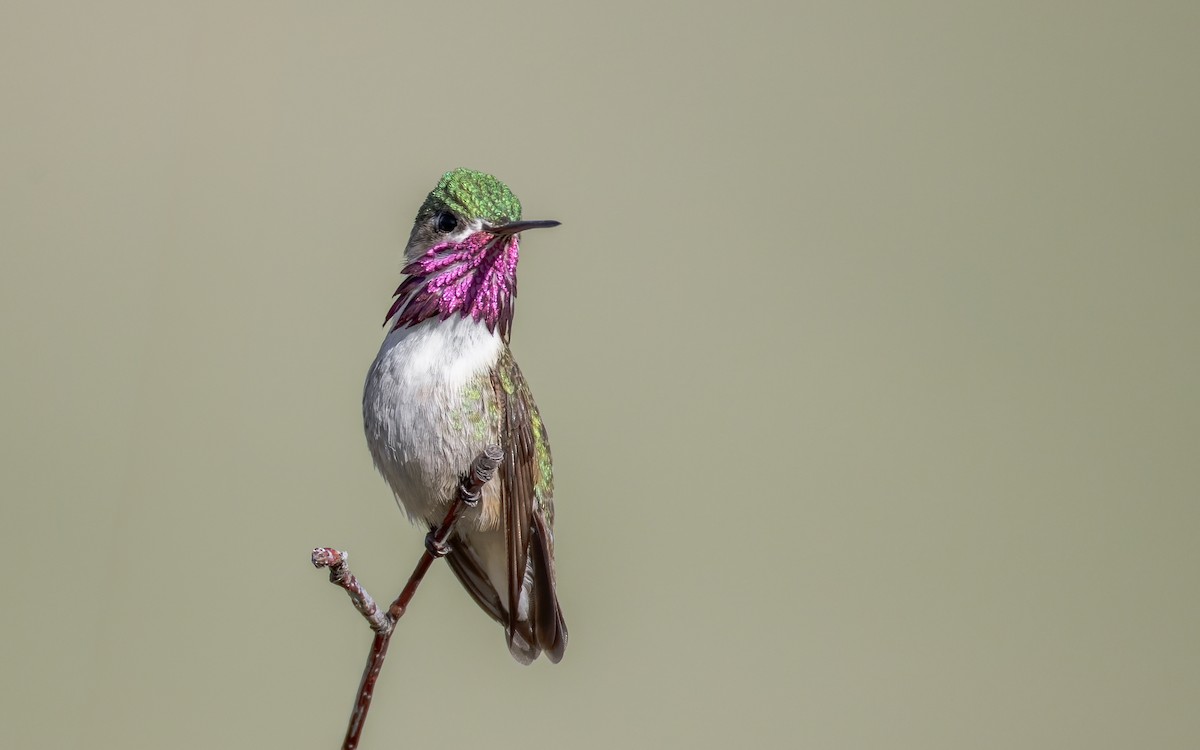 Calliope Hummingbird - Blair Dudeck