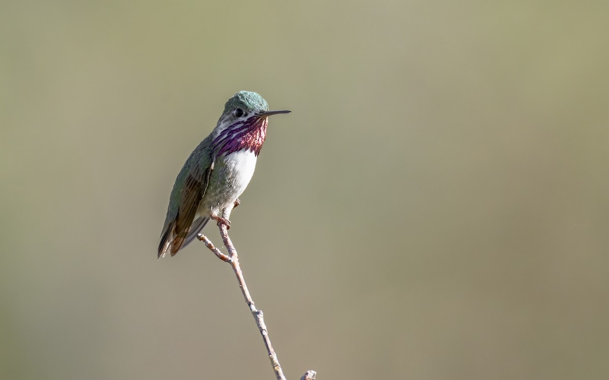 Colibrí Calíope - ML619349308