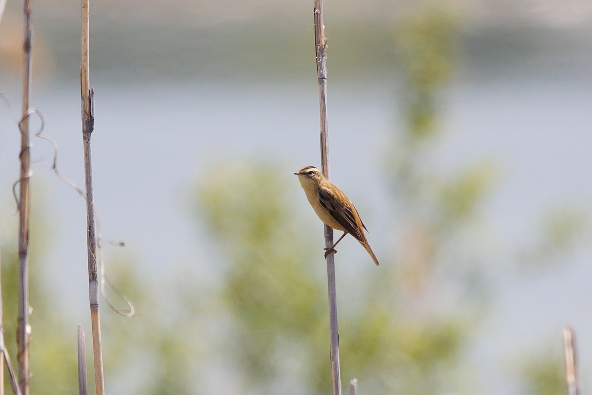 Sedge Warbler - ML619349329