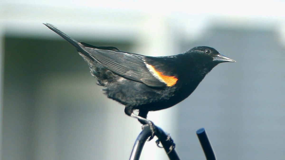 Red-winged Blackbird - Robert Langston