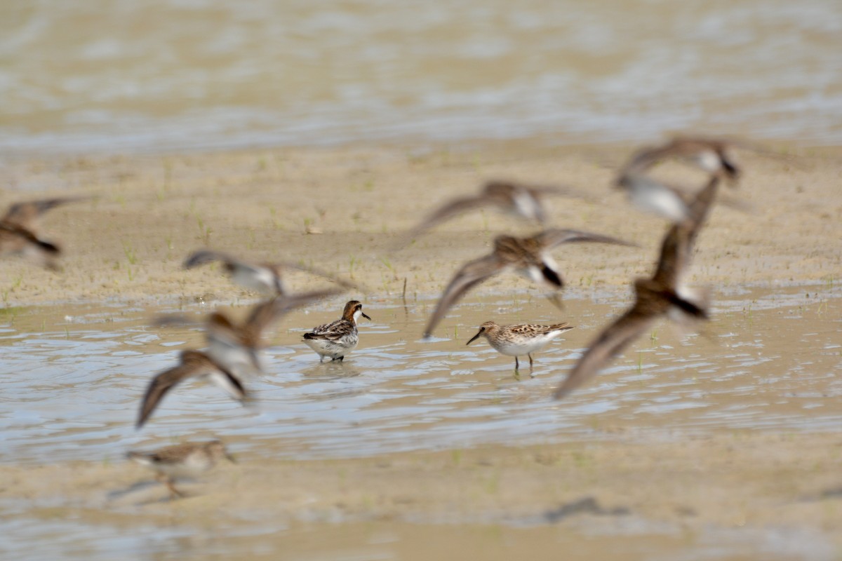 Least Sandpiper - ML619349341