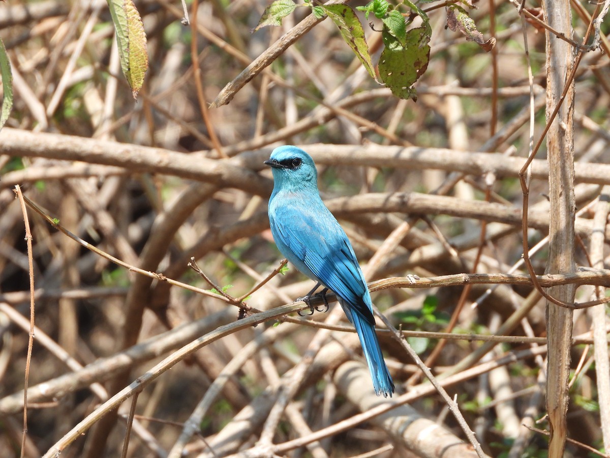 Verditer Flycatcher - Veda Nadendla