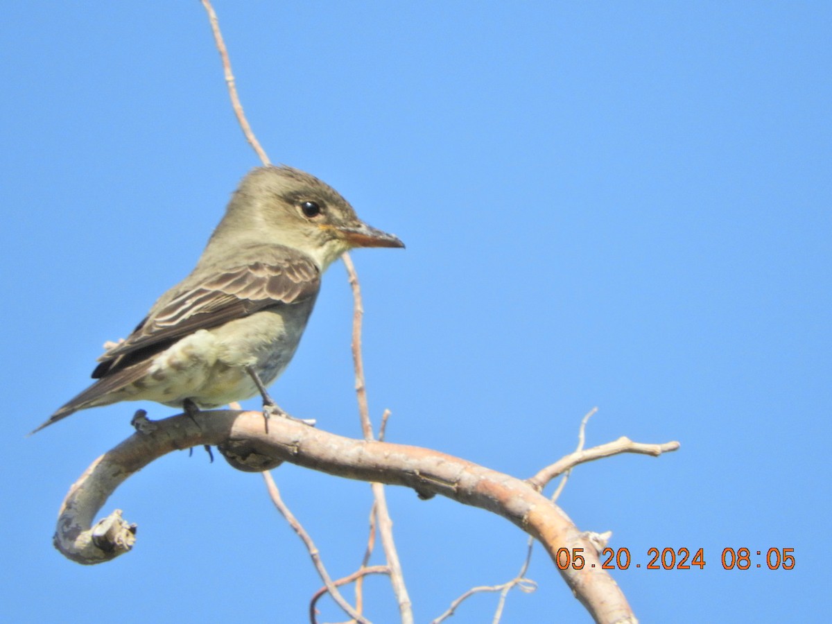 Olive-sided Flycatcher - Charles  Ritter
