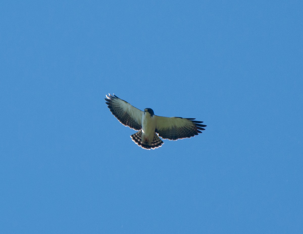 Short-tailed Hawk - ML619349368