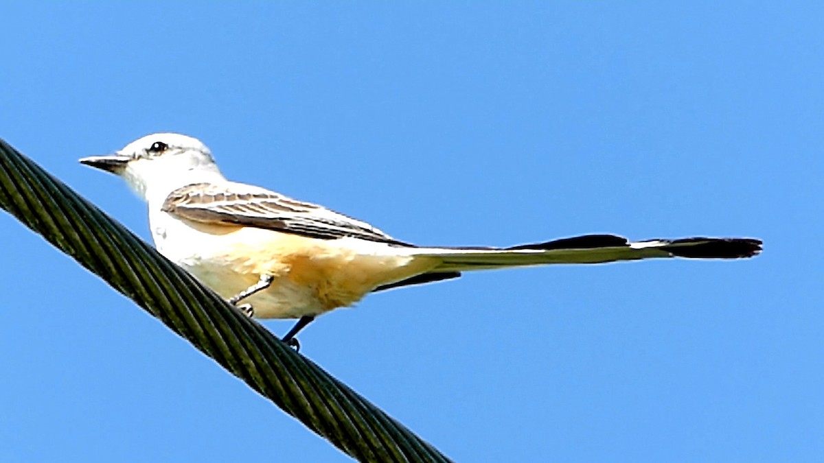 Scissor-tailed Flycatcher - Robert Langston