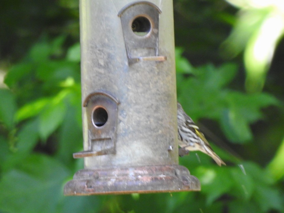 Fichtenzeisig - ML619349382