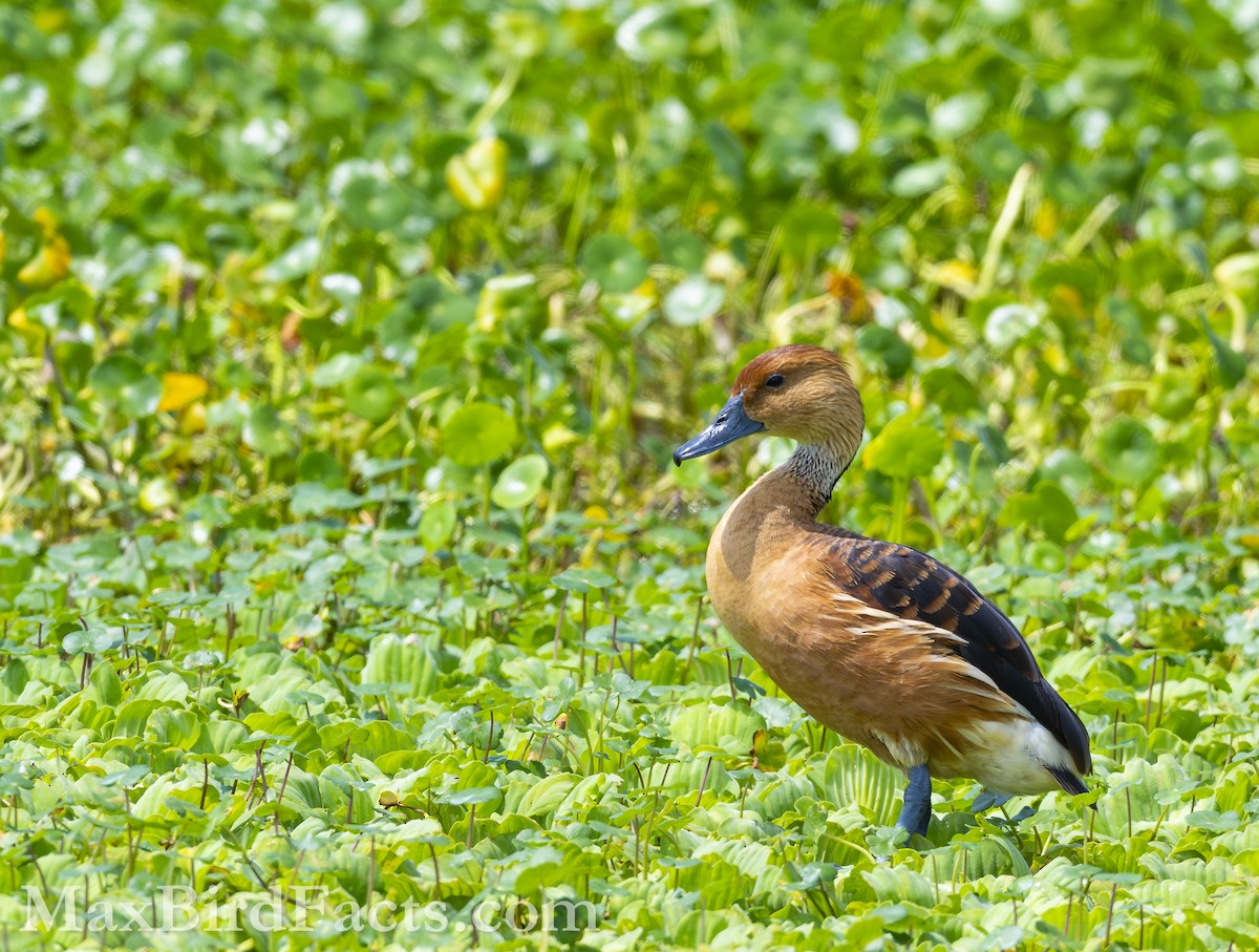 Fulvous Whistling-Duck - Maxfield Weakley