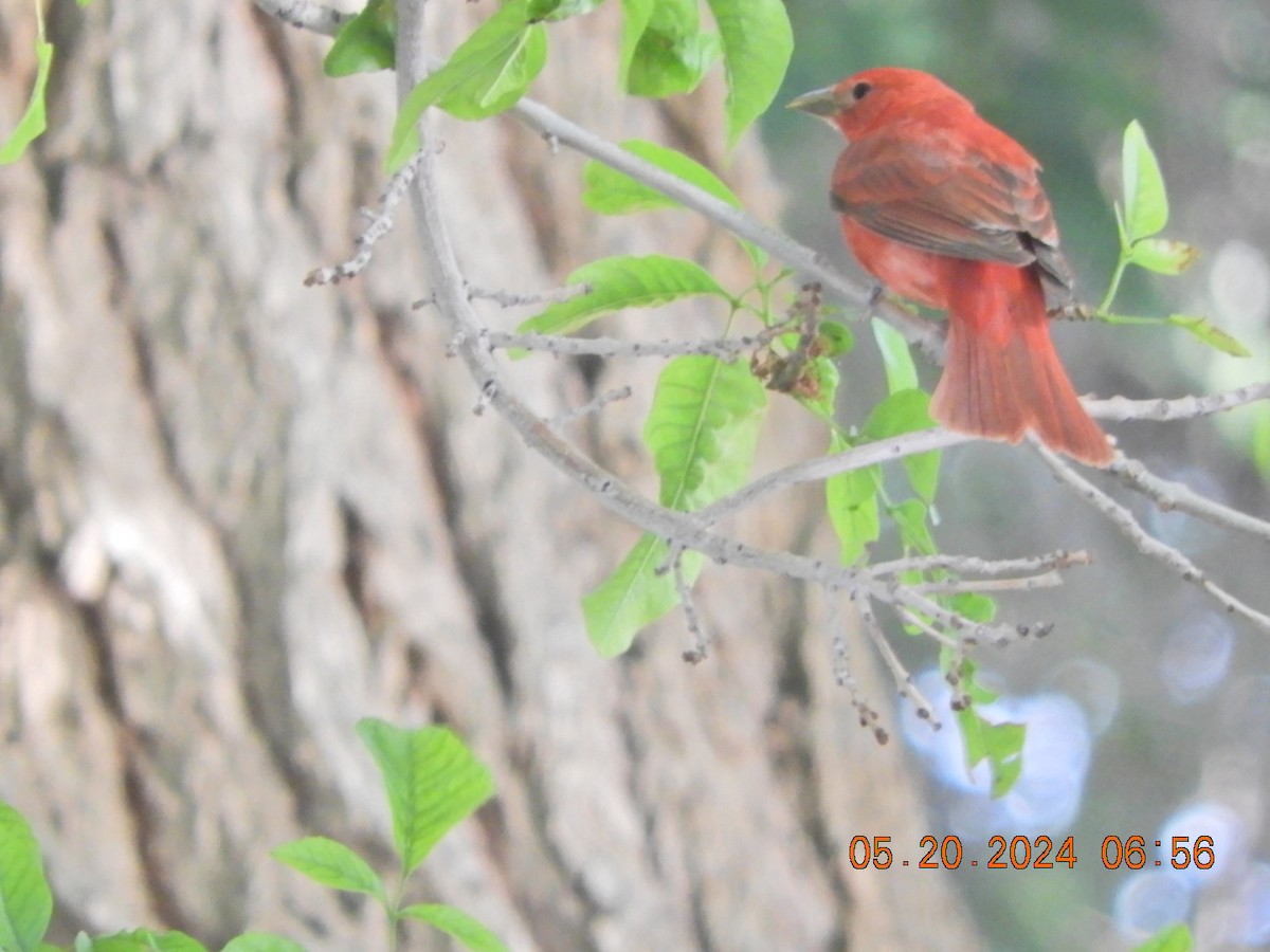 Summer Tanager - Charles  Ritter