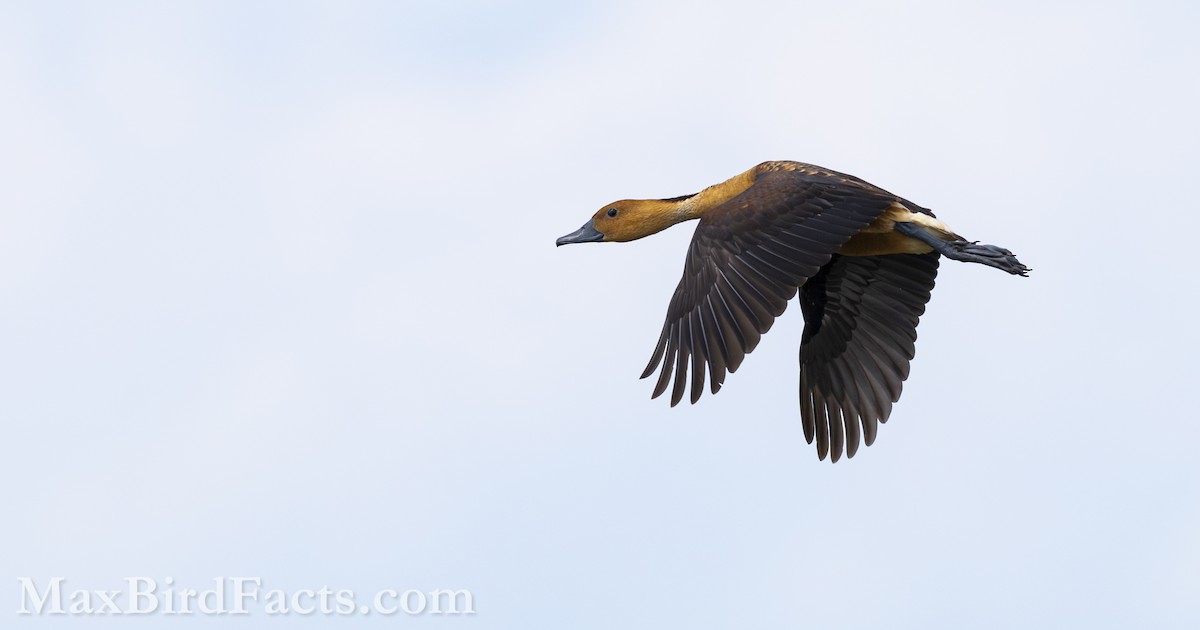 Fulvous Whistling-Duck - Maxfield Weakley