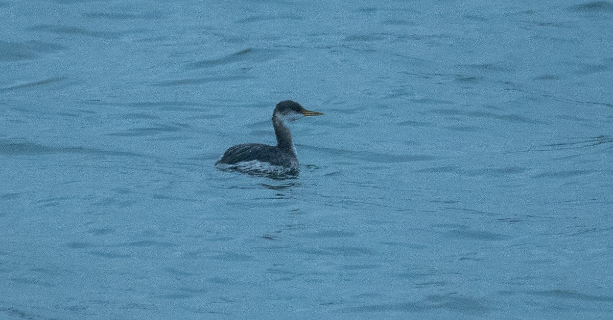 Red-necked Grebe - Theo de Clermont