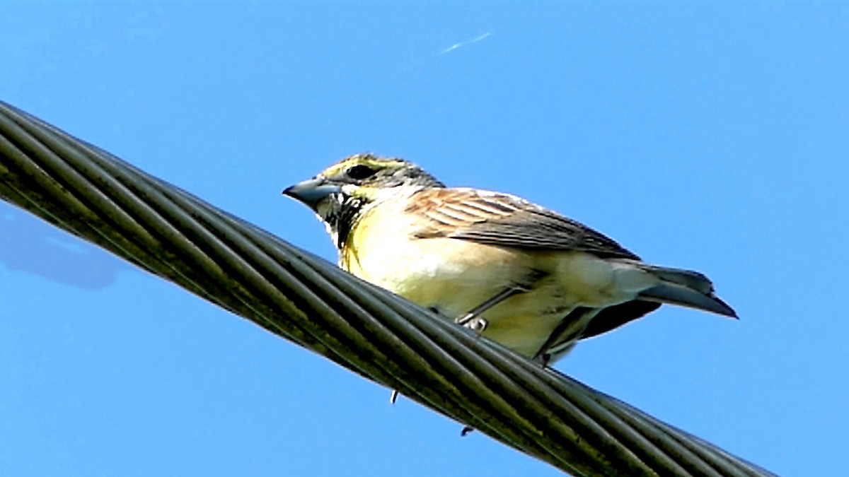 Dickcissel - Robert Langston