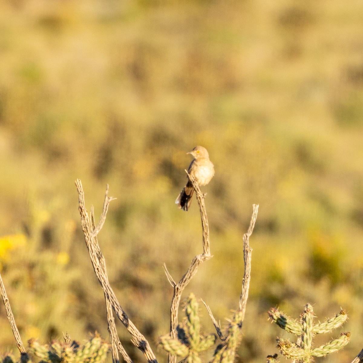 Bendire's Thrasher - Philip Kline