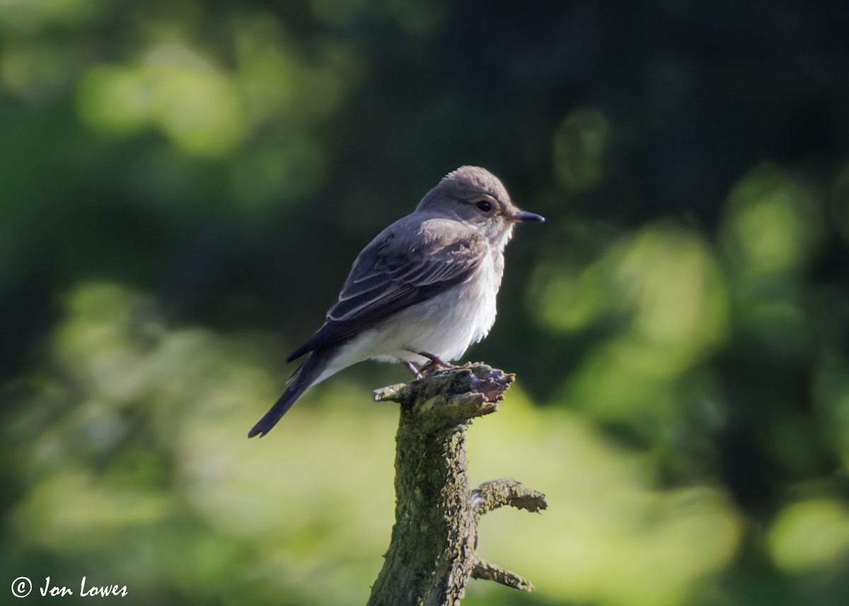 Spotted Flycatcher (Spotted) - ML619349433