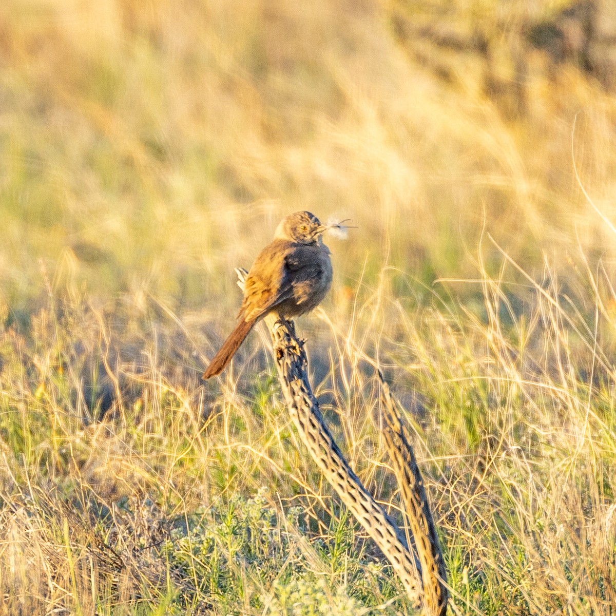 Bendire's Thrasher - Philip Kline