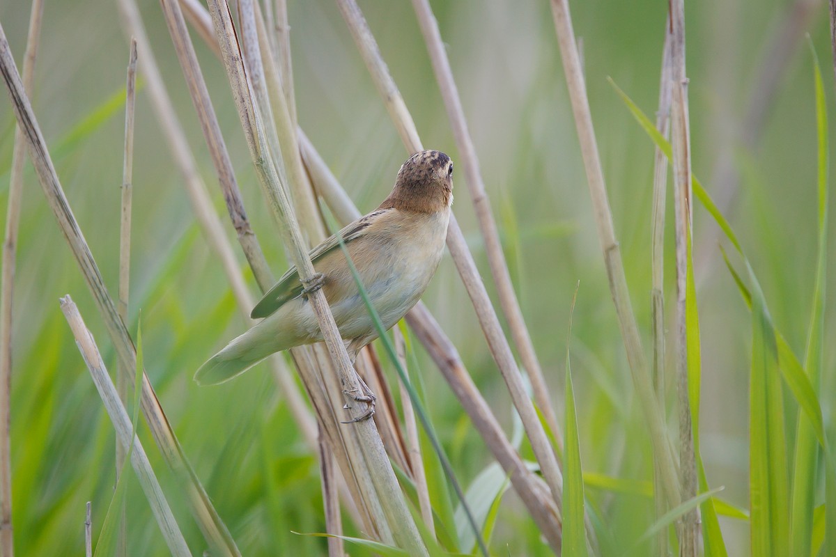 Sedge Warbler - ML619349437