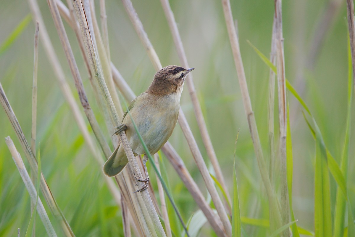 Sedge Warbler - ML619349438