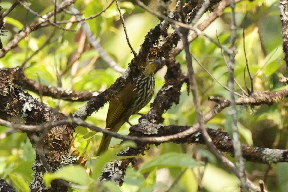 Striated Bulbul - Andrey Plaksin