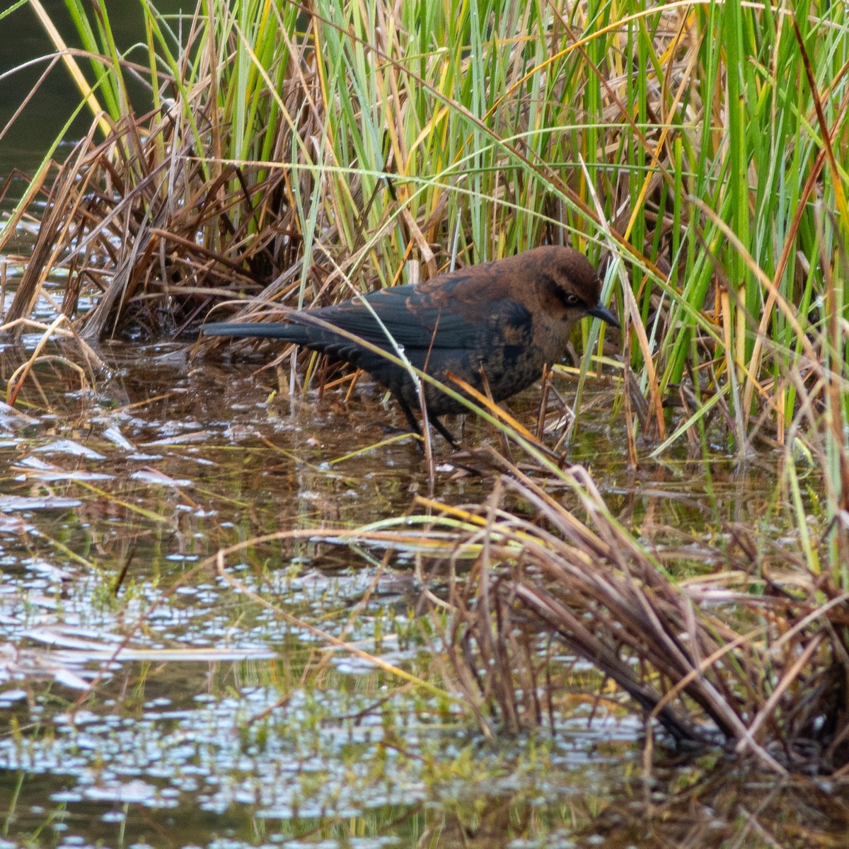 Rusty Blackbird - Hubertus Irth