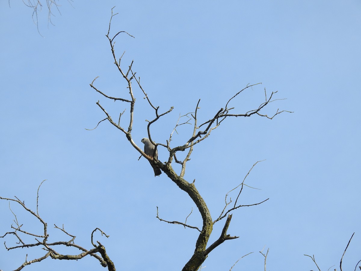 Mississippi Kite - Pat Andersen