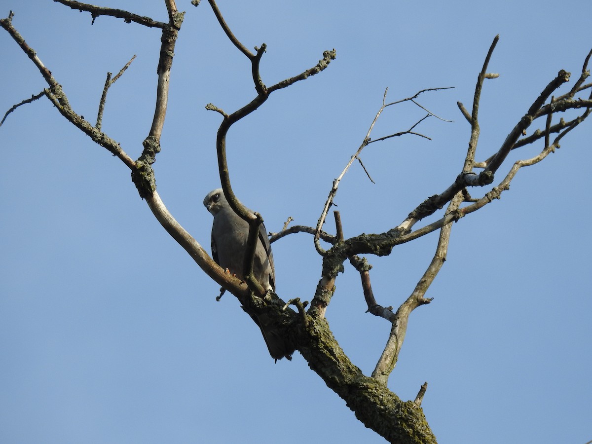 Mississippi Kite - Pat Andersen