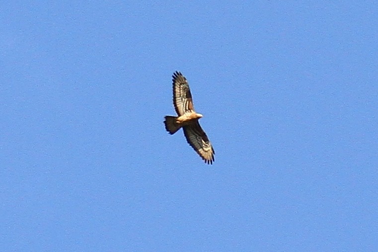 European Honey-buzzard - Daniel Brzdęk