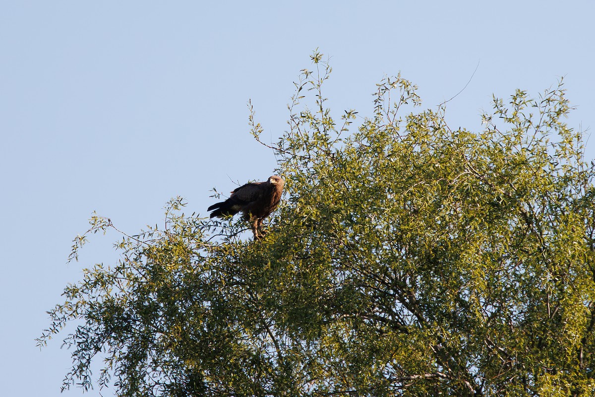 Lesser Spotted Eagle - Giorgi Natsvlishvili