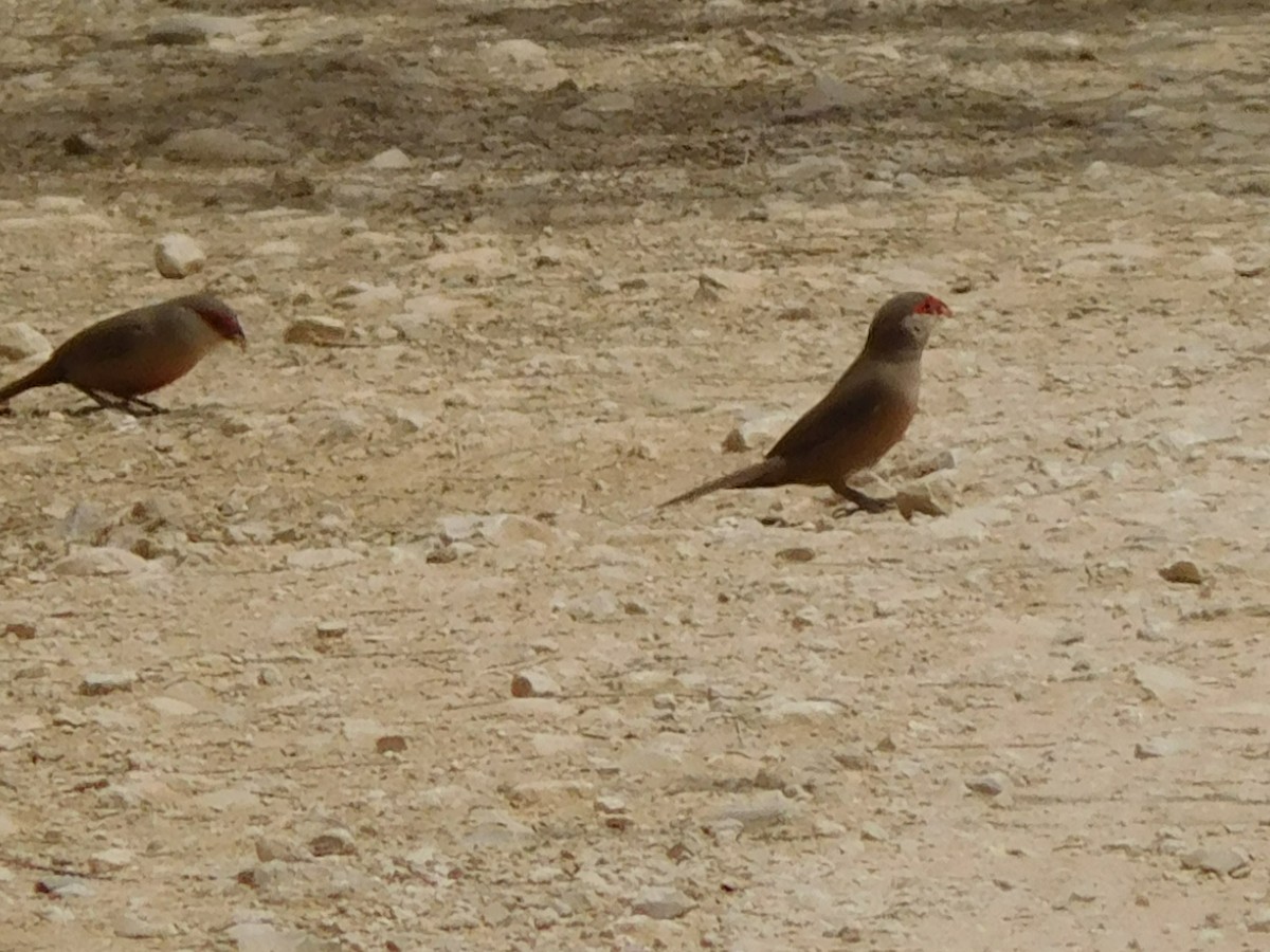 Common Waxbill - ML619349563