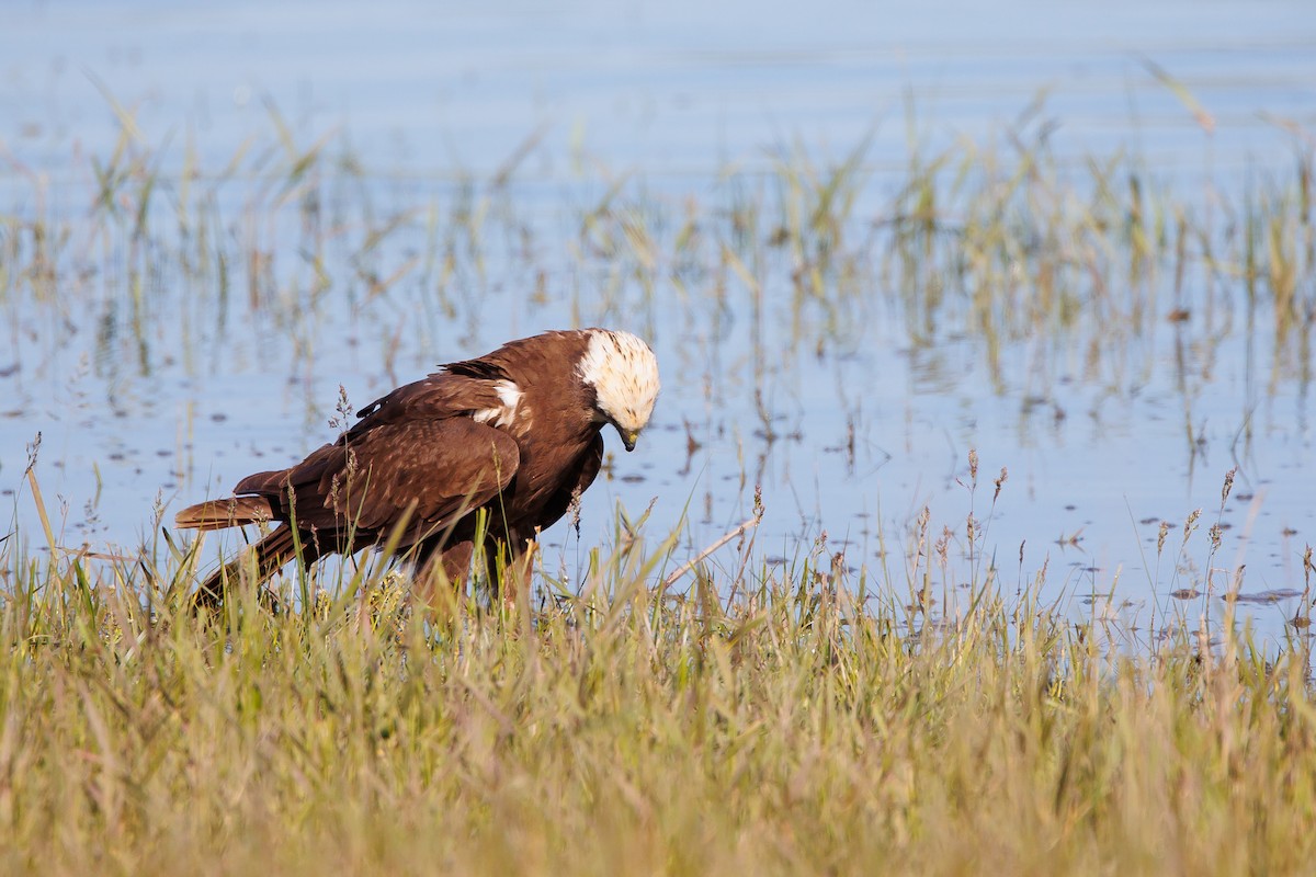 Western Marsh Harrier - Giorgi Natsvlishvili