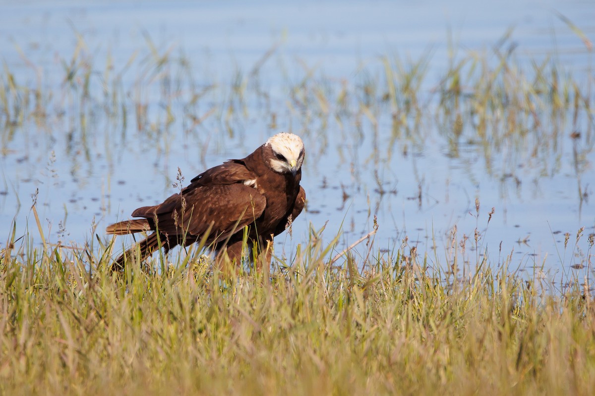 Western Marsh Harrier - Giorgi Natsvlishvili