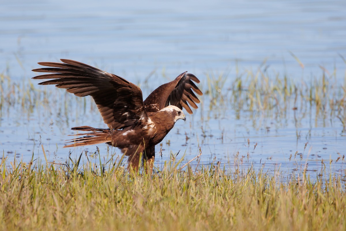 Western Marsh Harrier - Giorgi Natsvlishvili