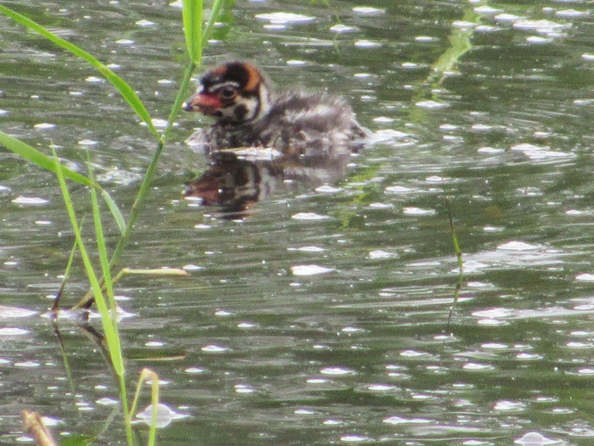 Pied-billed Grebe - Abby Haight