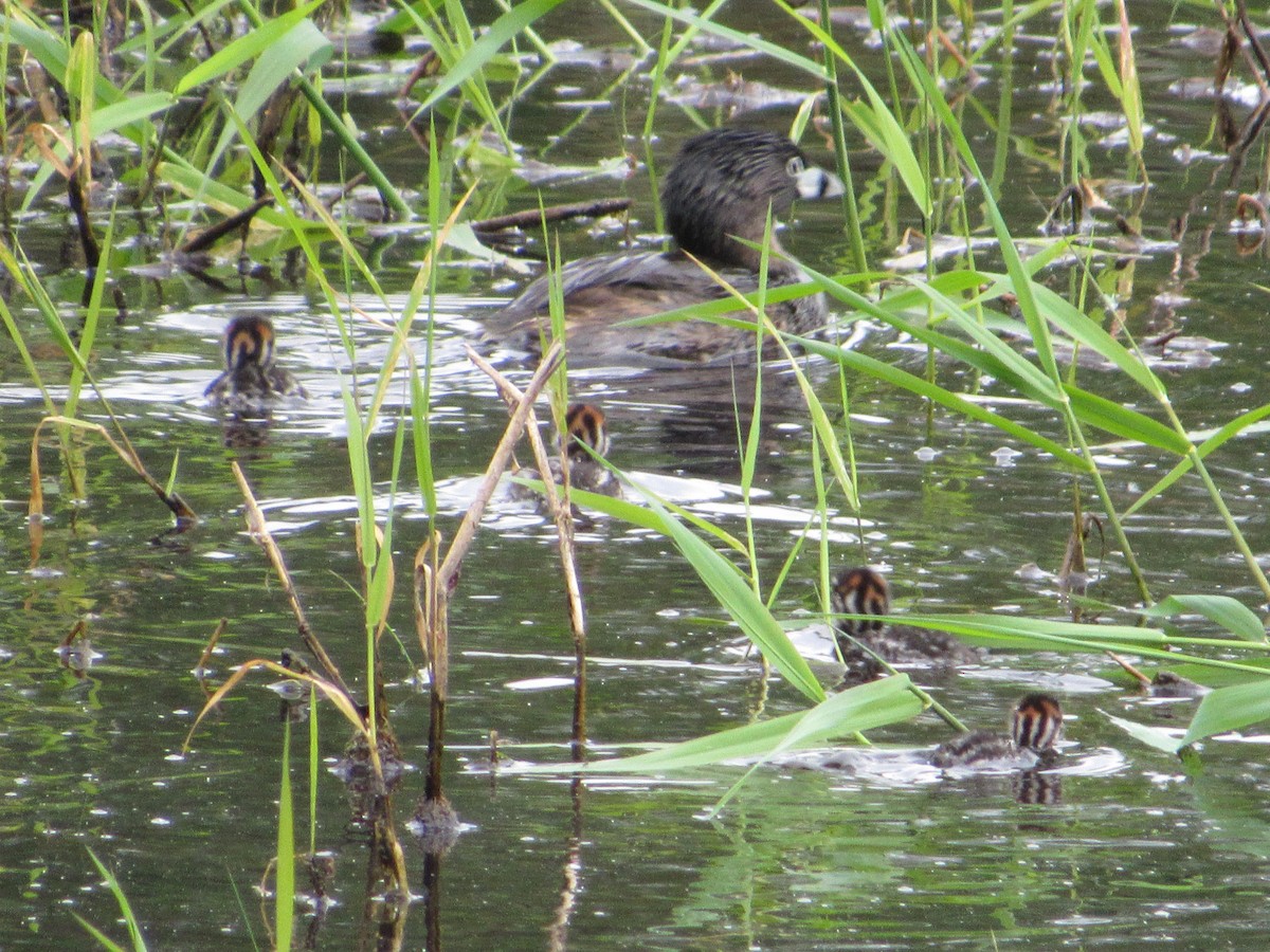 Pied-billed Grebe - Abby Haight