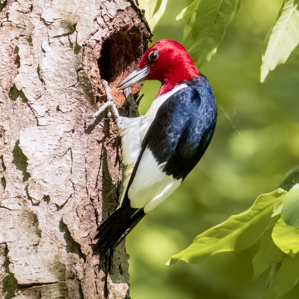 Red-headed Woodpecker - ML619349602