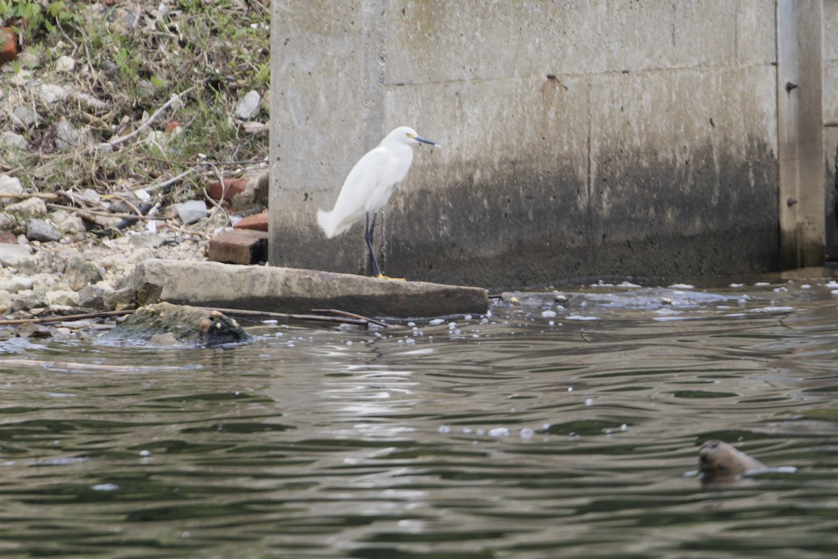 Snowy Egret - Sean Gallagher