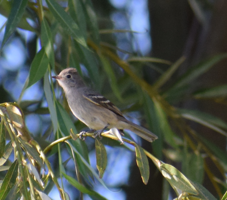 White-crested Elaenia - Felipe Undurraga