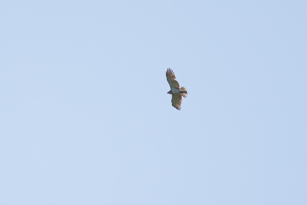 Short-toed Snake-Eagle - Giorgi Natsvlishvili