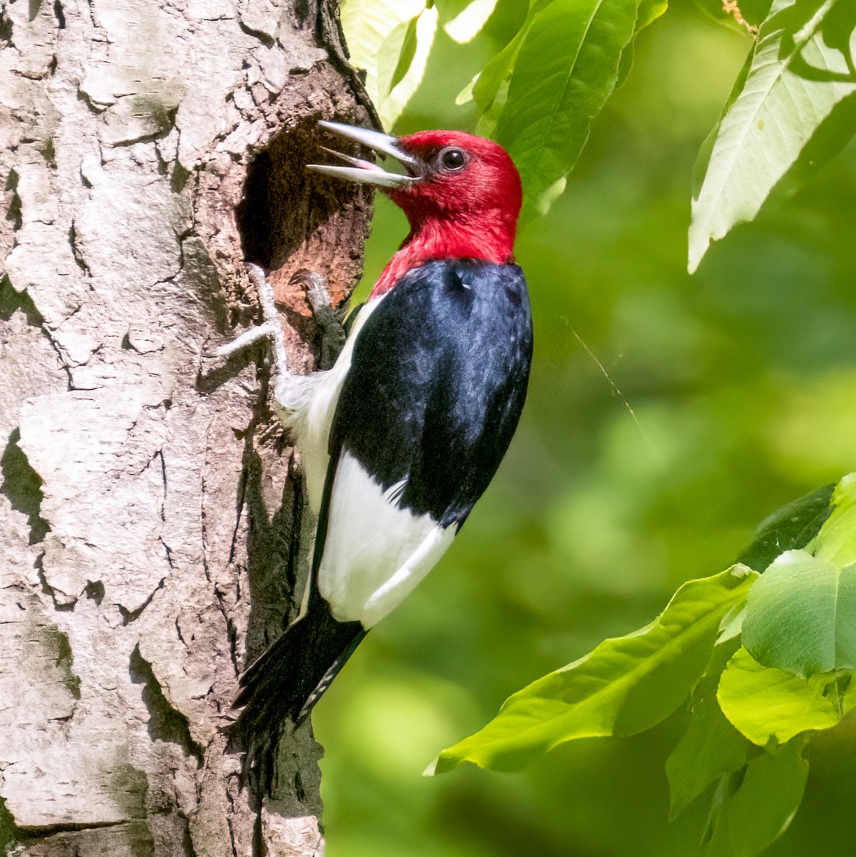 Red-headed Woodpecker - ML619349618