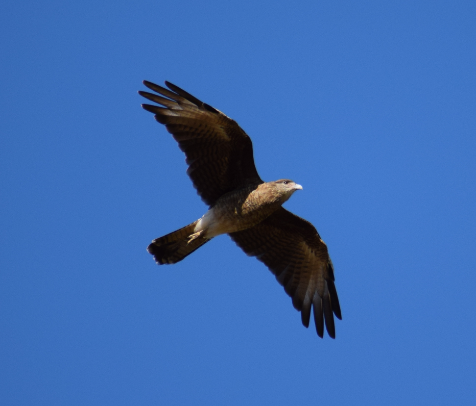 Chimango Caracara - Felipe Undurraga