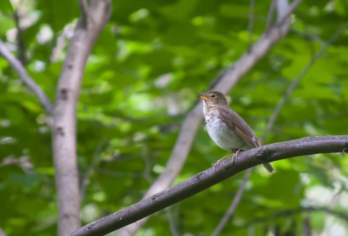 Swainson's Thrush - Breck Stenson