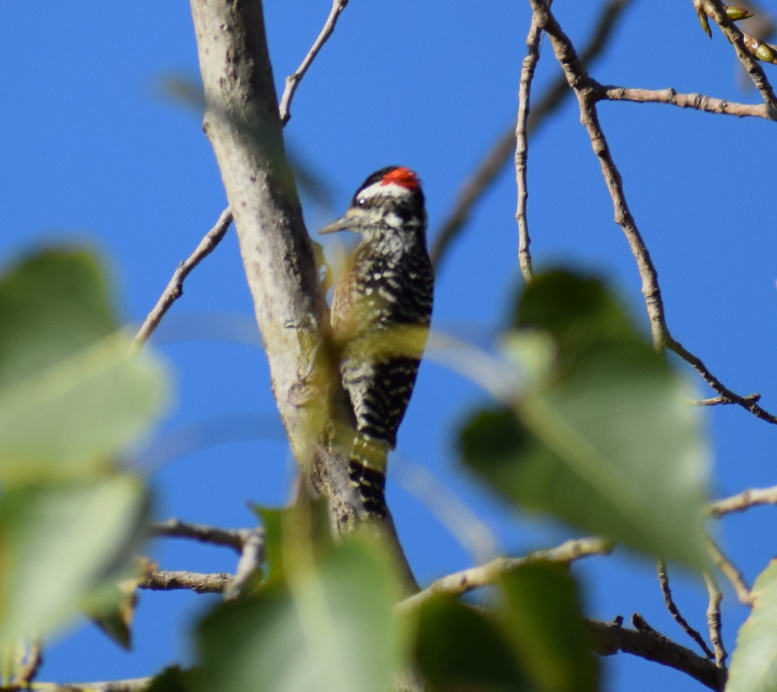 Striped Woodpecker - Felipe Undurraga