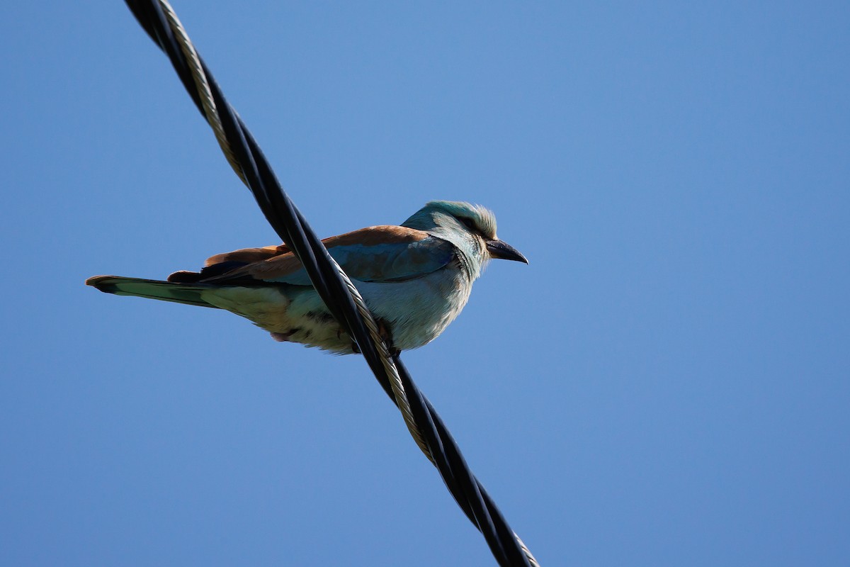 European Roller - Giorgi Natsvlishvili