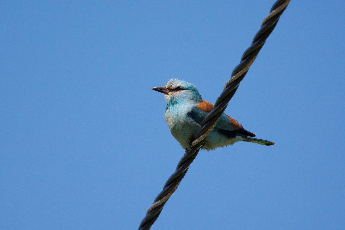 European Roller - Giorgi Natsvlishvili