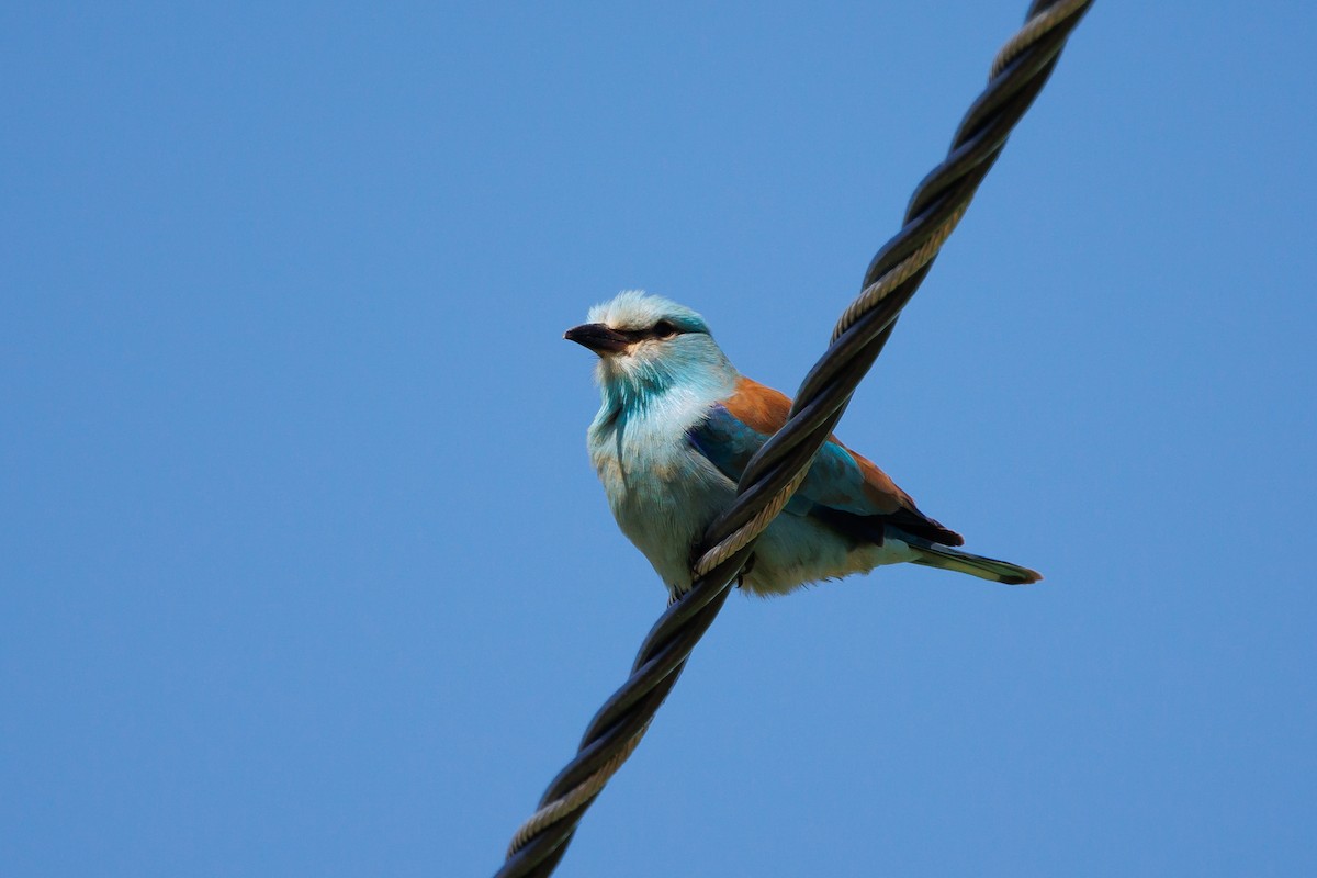 European Roller - Giorgi Natsvlishvili