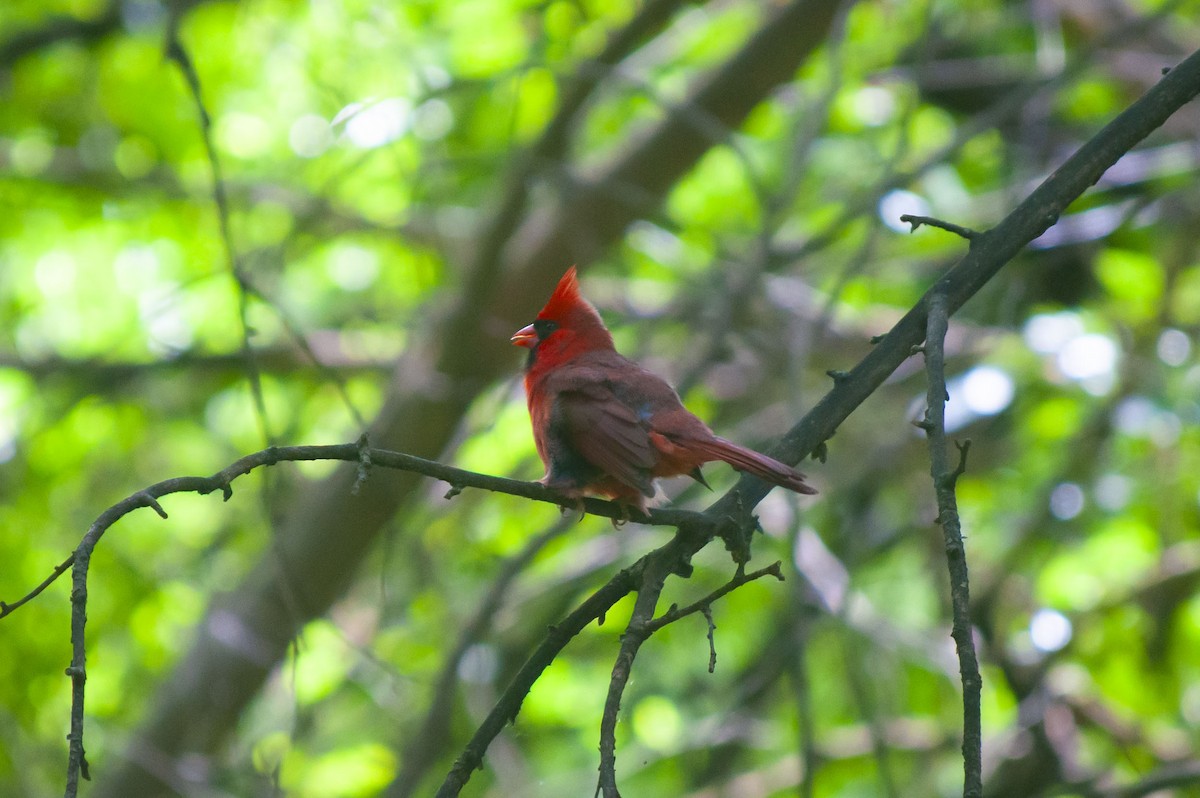 Northern Cardinal - Breck Stenson